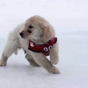 Snow Buddies - galeria zdjęć - filmweb