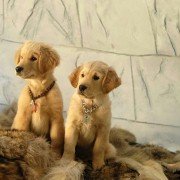 Snow Buddies - galeria zdjęć - filmweb