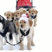 Snow Buddies - galeria zdjęć - filmweb