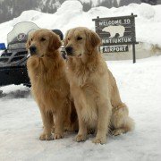 Snow Buddies - galeria zdjęć - filmweb