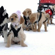Snow Buddies - galeria zdjęć - filmweb