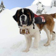 Snow Buddies - galeria zdjęć - filmweb