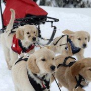 Snow Buddies - galeria zdjęć - filmweb