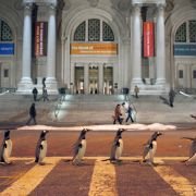 Mr. Popper's Penguins - galeria zdjęć - filmweb