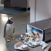 Mr. Popper's Penguins - galeria zdjęć - filmweb