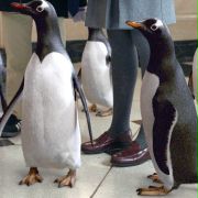 Mr. Popper's Penguins - galeria zdjęć - filmweb