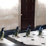 Mr. Popper's Penguins - galeria zdjęć - filmweb