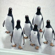 Mr. Popper's Penguins - galeria zdjęć - filmweb