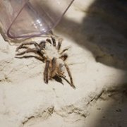 You vs. Wild - galeria zdjęć - filmweb