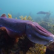 Life on Our Planet - galeria zdjęć - filmweb