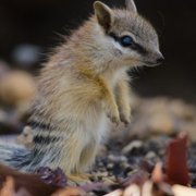 Life on Our Planet - galeria zdjęć - filmweb