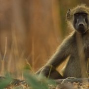 Life on Our Planet - galeria zdjęć - filmweb