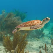 Our Oceans - galeria zdjęć - filmweb