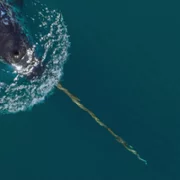 Our Oceans - galeria zdjęć - filmweb