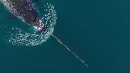 Nasze oceany - galeria zdjęć - filmweb
