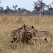 Our Living World - galeria zdjęć - filmweb