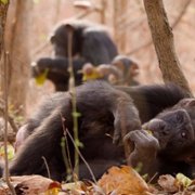 Our Living World - galeria zdjęć - filmweb