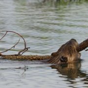 Our Living World - galeria zdjęć - filmweb