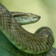 Treasure Quest: Snake Island - galeria zdjęć - filmweb