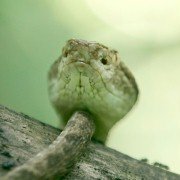 Treasure Quest: Snake Island - galeria zdjęć - filmweb