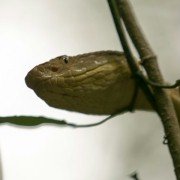 Treasure Quest: Snake Island - galeria zdjęć - filmweb