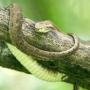 Treasure Quest: Snake Island - galeria zdjęć - filmweb