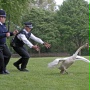 Hot Fuzz - Ostre psy - galeria zdjęć