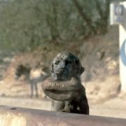 The Mexican - galeria zdjęć - filmweb