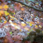 Lynx - galeria zdjęć - filmweb