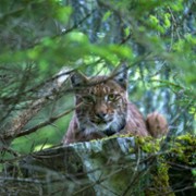 Lynx - galeria zdjęć - filmweb