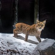 Lynx - galeria zdjęć - filmweb