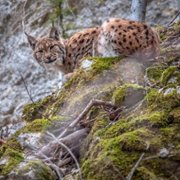 Lynx - galeria zdjęć - filmweb