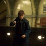 Fantastic Beasts and Where to Find Them - galeria zdjęć - filmweb