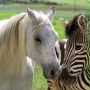 Zebra z klasą - galeria zdjęć