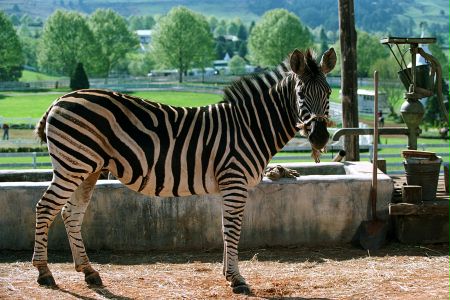 Zebra z klasą - galeria zdjęć - filmweb