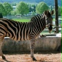 Zebra z klasą - galeria zdjęć
