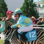 Zebra z klasą - galeria zdjęć