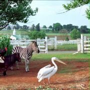 Zebra z klasą - galeria zdjęć - filmweb