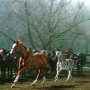 Racing Stripes - galeria zdjęć - filmweb