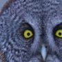 David Attenborough: Tajemniczy świat dźwięków - galeria zdjęć