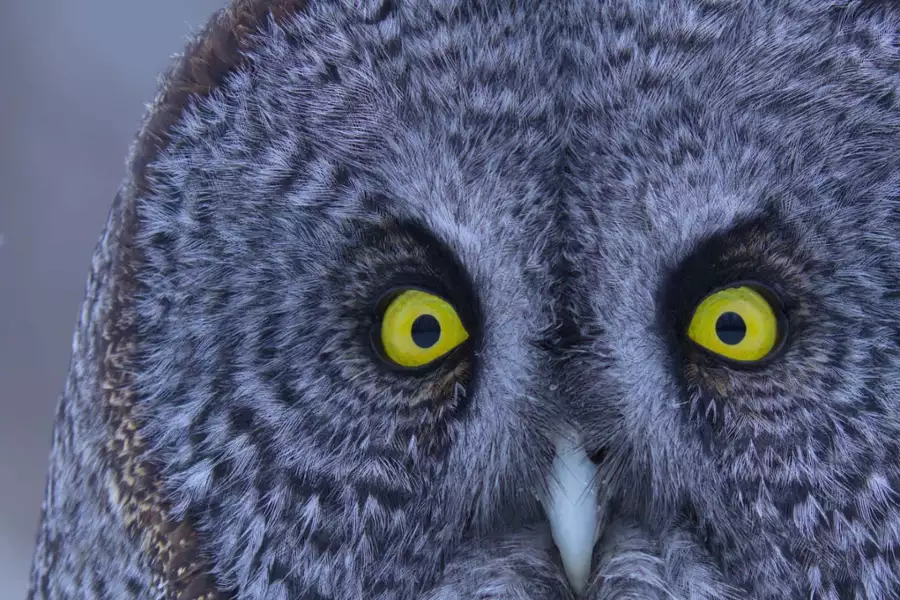 David Attenborough: Tajemniczy świat dźwięków - galeria zdjęć - filmweb