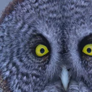 Secret World of Sound with David Attenborough - galeria zdjęć - filmweb