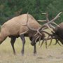 David Attenborough: Tajemniczy świat dźwięków - galeria zdjęć