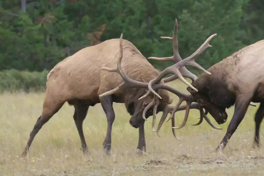 David Attenborough: Tajemniczy świat dźwięków - galeria zdjęć - filmweb