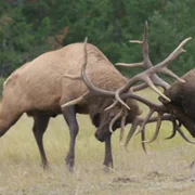 Secret World of Sound with David Attenborough - galeria zdjęć - filmweb