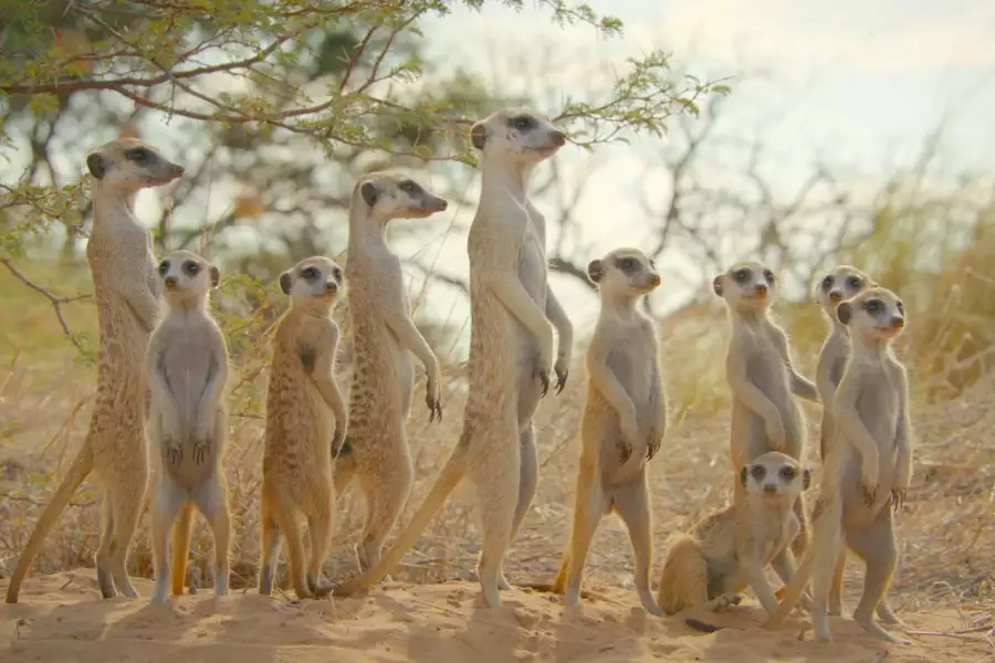 David Attenborough: Tajemniczy świat dźwięków - galeria zdjęć - filmweb