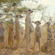 Secret World of Sound with David Attenborough - galeria zdjęć - filmweb