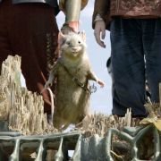 The Chronicles of Narnia: The Voyage of the Dawn Treader - galeria zdjęć - filmweb
