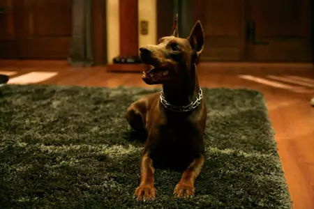 Instynkt wilka - wszystkie wilki są szare - galeria zdjęć - filmweb