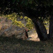 Se rokh - galeria zdjęć - filmweb